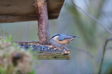Eurasian nuthatch eats sunflower seeds on a feed in spring