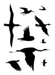 Birds. Vector black drawing silhouette image set.