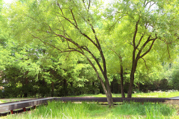 A big tree in the middle of the park 