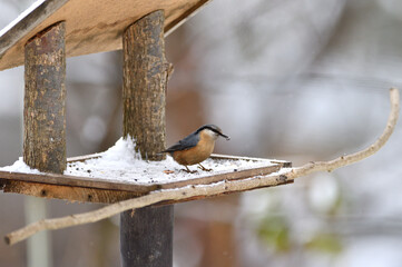 Eurasian nuthatch eats sunflower seeds on a feed in spring