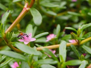 Fototapeta premium Pink flowers and green leaves with animals flying back and forth