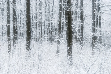 Dreamy winter forest landscape, Sweden