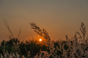 sunset over the field