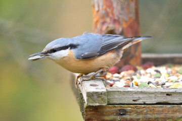 Fototapeta premium Portrait of a eurasian nuthatch on a feeder rack full of seeds and sunflowers