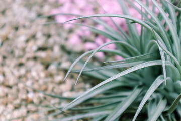 Close up of succulent plant
