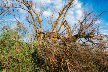 Fototapeta premium Colorful spring landscapes of nature with fallen trees after a storm, fallen large branches without leaves on green fresh grass and paths