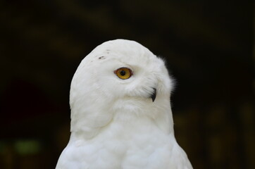 Schneeeule