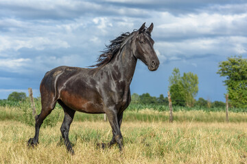 Pony running in a pasture in the French countryside
