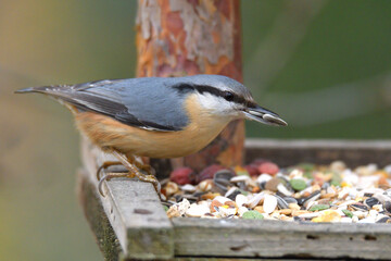 Fototapeta premium Eurasian Nuthatch close up as it has sunflower in its beak