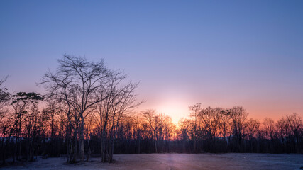 Naklejka premium sunset in the forest