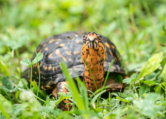 Eastern Box Turtle (Terrapene carolina Carolina) has bright coloration including red eyes.