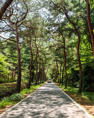 A path through the pine grove