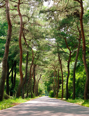 Fototapeta premium A path through the pine grove