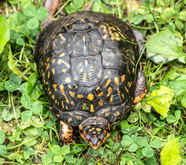 Eastern Box Turtle (Terrapene carolina Carolina) has bright coloration including red eyes.
