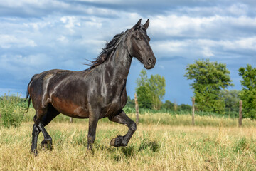 Pony running in a pasture in the French countryside