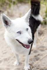 black and white husky with blue eyes outdoors