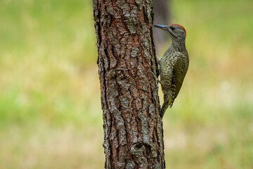 Iberian Green Woodpecker Picus sharpei Cabanas Galicia