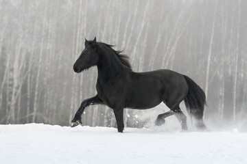 Beautiful black friesian horse with the mane flutters on wind running on the snow-covered field in the winter background