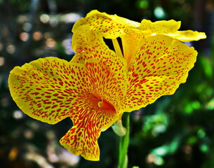 Flor de caña de las Indias. Canna Indica. © JuanCarlos