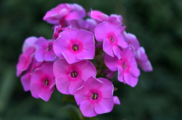 Obraz premium purple flowers in the garden