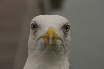 tolle Möwe