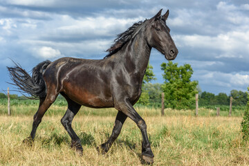 Pony running in a pasture in the French countryside