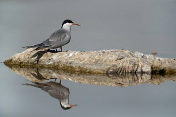 White-winged tern and dramatic reflection on water at Asker marsh, Bahrain