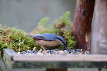 Eurasian nuthatch eats sunflower seeds on a feed in spring