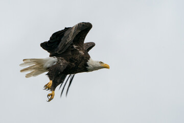 Adult bald eagle in flight with wings on display