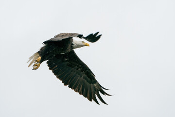 Adult bald eagle in flight with wings on display