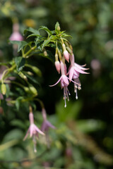 Pale pink Fuschia flowering in a garden in East Grinstead