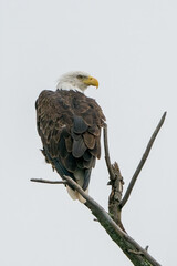 Adult eagle perched on a branch