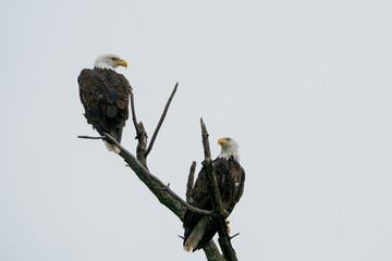 Adult Bald Eagle Pair perched on a tree branch along the Potomac River