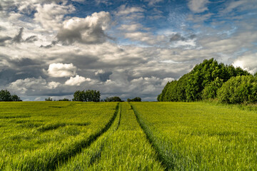 Green field and cloudy sky