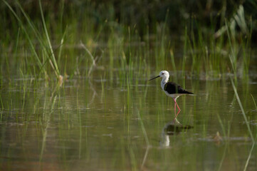 Black-winged Stilt on green at Buhair lake , Bahrain