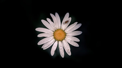 Obraz premium Chamomile flower closeup on the black background. Summer natural background