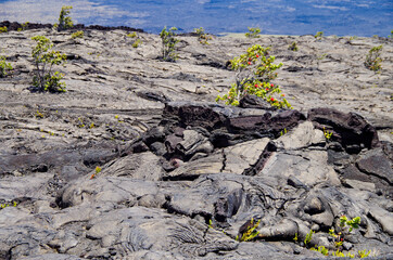 Lava desert with black solidified magma rocks form fertile ground for tropical vegetation and...