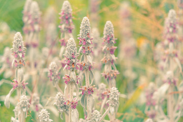 Summer grasses. Natural background