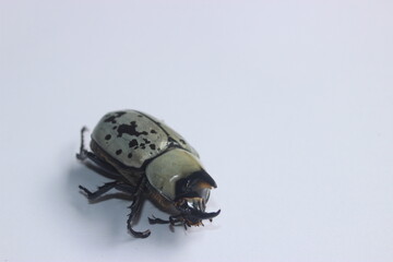 Rhino Beetle 2