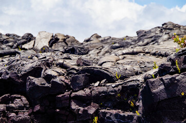 Lava desert with black solidified magma rocks form fertile ground for tropical vegetation and...