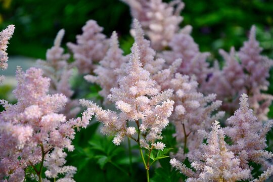 Soft pink astilbe flowers in the garden on a sunny day close up