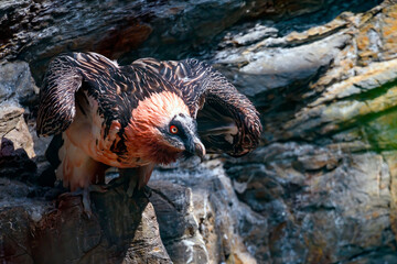 The bearded vulture (Gypaetus barbatus), also known as the lammergeier (or lammergeyer) or...