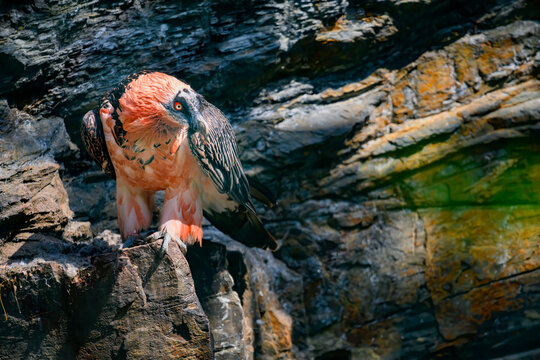 The bearded vulture (Gypaetus barbatus), also known as the lammergeier (or lammergeyer) or ossifrage, is a bird of prey and the only member of the genus Gypaetus.