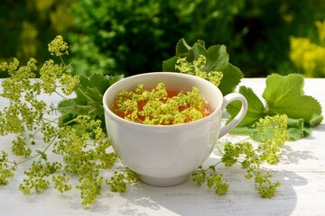 A сup with a drink from alchemilla vulgaris on the table against the background of a garden on a...