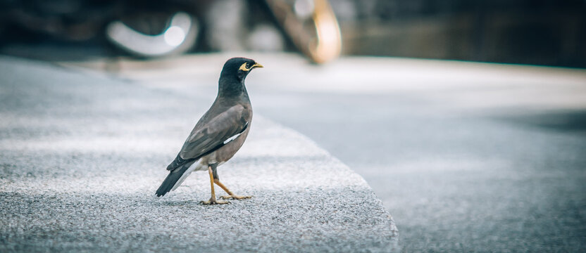 Myna birds . Beautiful little bird waiting food on the city street.  View from animal floor perspective