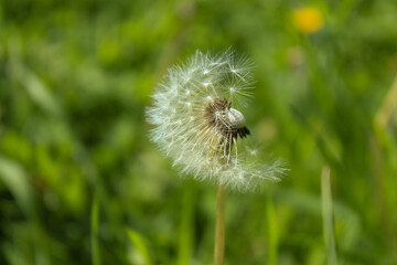 Fototapeta premium dandelion on green background