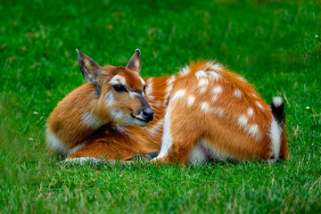 The sitatunga or marshbuck (Tragelaphus spekii) is a swamp-dwelling antelope found throughout...