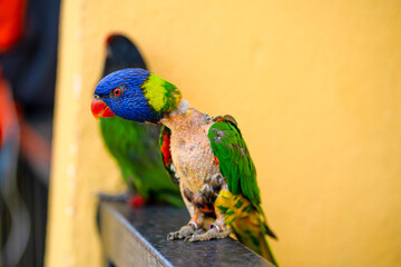 Mating games Rainbow Lorikeet. A faded parrot sticks to a female