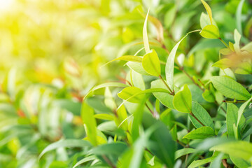 Background of green leaves under summer sunlight