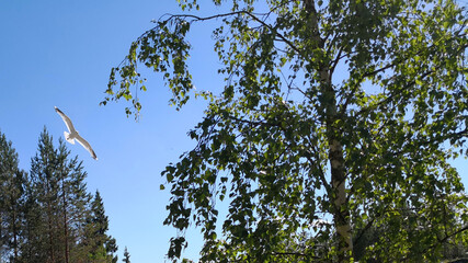 Bottom view of the crown of birch and blue sky. A white seagull flies in the sky.

